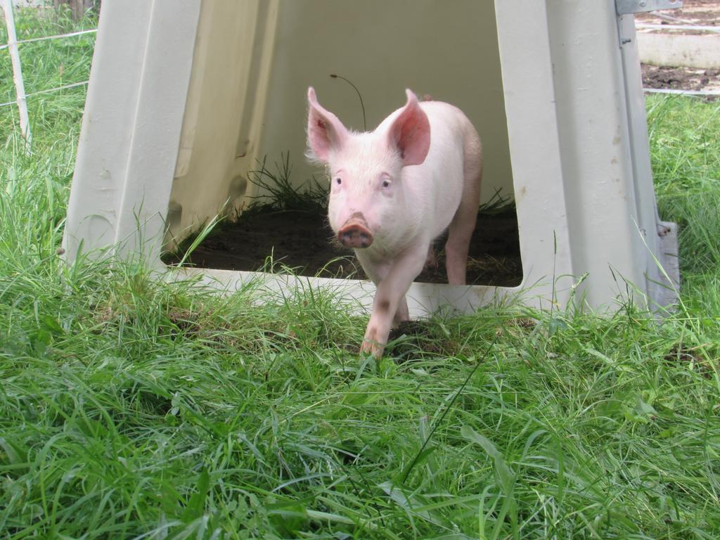 Ferienhof Breitenbaumer Spital Am Pyhrn Esterno foto